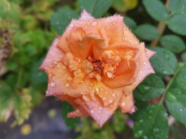 Красивый Оранжевый Розовый Китайский Цветок — стоковое фото