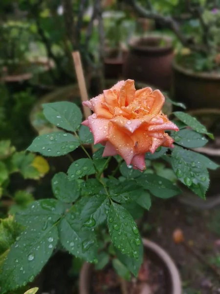 Bela Laranja Rosa Chinensis Jacq Flor — Fotografia de Stock