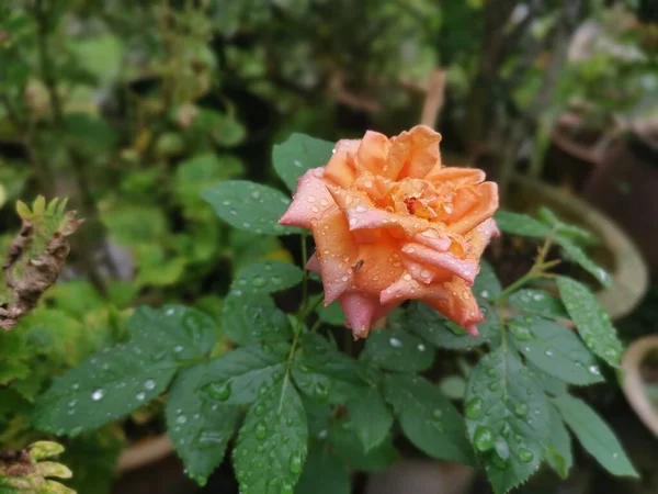 Gyönyörű Narancs Rózsa Chinensis Jacq Virág — Stock Fotó