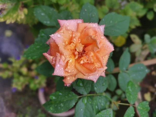 Hermosa Naranja Rosa Chinensis Jacq Flor — Foto de Stock