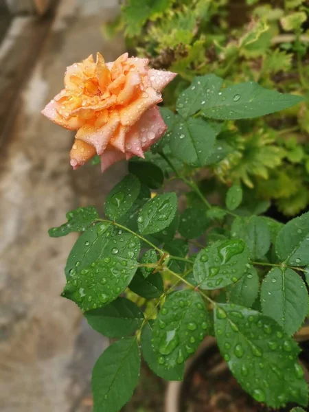 Bela Laranja Rosa Chinensis Jacq Flor — Fotografia de Stock