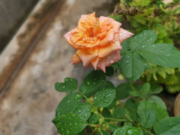 Schöne Orange Rosa Chinensis Jacq Blume — Stockfoto
