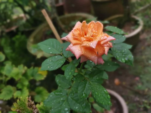 Hermosa Naranja Rosa Chinensis Jacq Flor — Foto de Stock