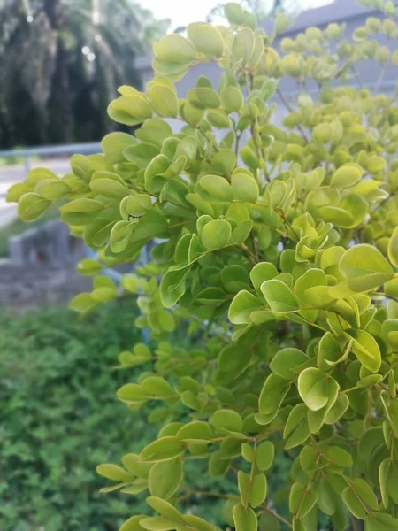 Arbusto Jovem Guaiacum Officinate Árvore Crescente — Fotografia de Stock