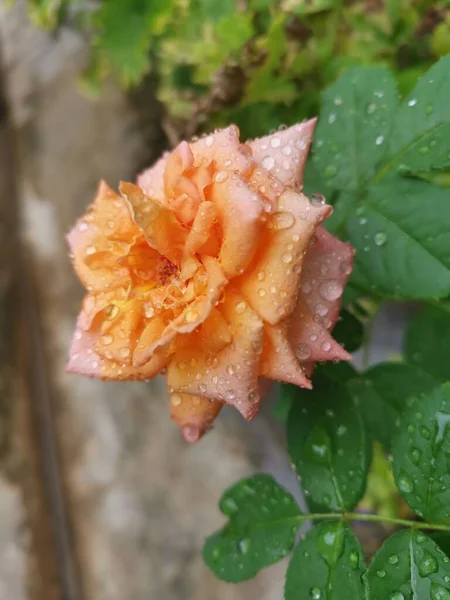 Hermosa Naranja Rosa Chinensis Jacq Flor — Foto de Stock