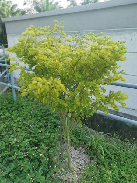 Young Shrub Guaiacum Officinate Growing Tree — Stock Photo, Image