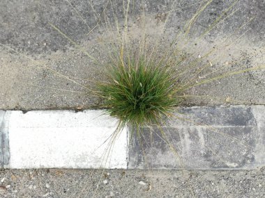 Asfalt yol kenarında filizlenen yabani ot bitkisi.