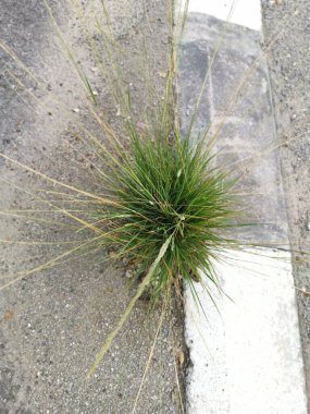 Asfalt yol kenarında filizlenen yabani ot bitkisi.