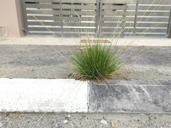 Planta Daninha Gramínea Selvagem Brotar Longo Beira Estrada Asfalto — Fotografia de Stock