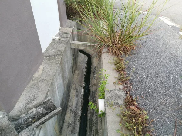 Planta Daninha Gramínea Selvagem Brotar Longo Beira Estrada Asfalto — Fotografia de Stock