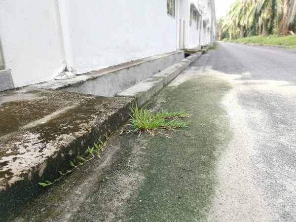 アスファルトの道端に自生草の雑草植物が芽生え — ストック写真