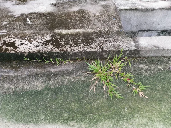 アスファルトの道端に自生草の雑草植物が芽生え — ストック写真