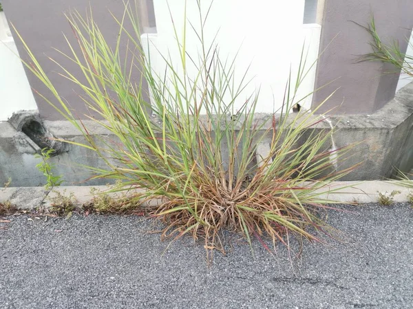 Planta Hierba Silvestre Brotan Largo Carretera Asfalto —  Fotos de Stock