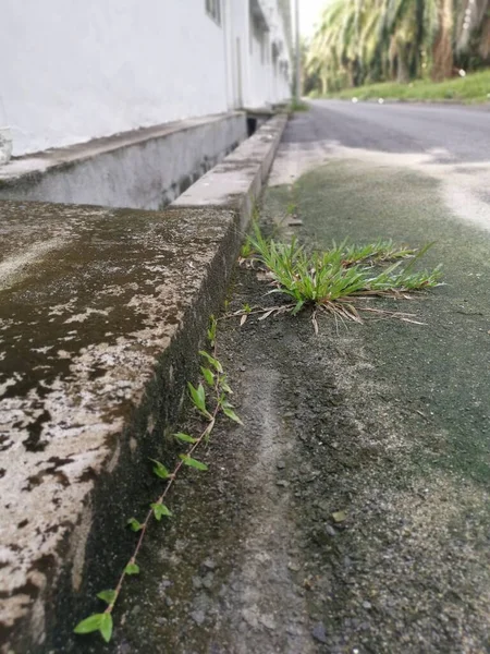 Planta Daninha Gramínea Selvagem Brotar Longo Beira Estrada Asfalto — Fotografia de Stock