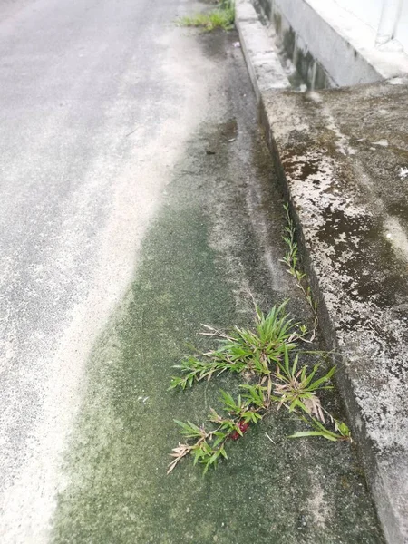 アスファルトの道端に自生草の雑草植物が芽生え — ストック写真