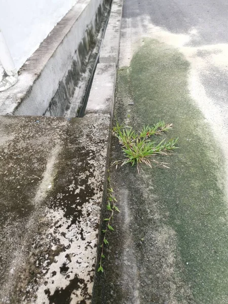 Planta Daninha Gramínea Selvagem Brotar Longo Beira Estrada Asfalto — Fotografia de Stock