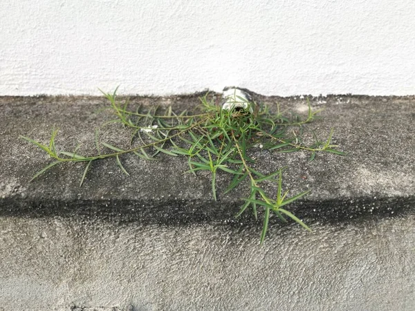 Αγριόχορτο Φυτό Φυτρώνει Κατά Μήκος Του Δρόμου Άσφαλτο — Φωτογραφία Αρχείου