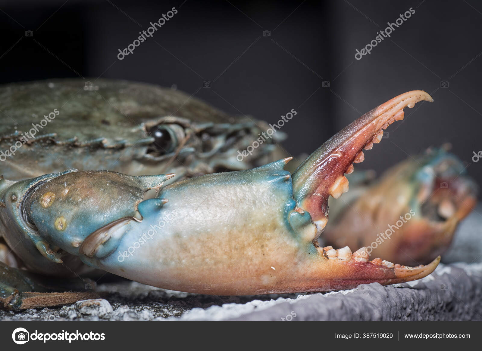 Close Shot Common Brown Rock Crab Stock Photo by ©sweemingyoung