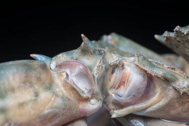 Kahverengi kaya yengecinin yakın çekimi