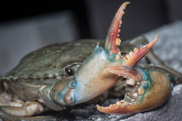 close shot of common brown rock crab