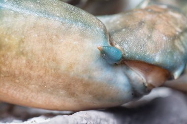 Kahverengi kaya yengecinin yakın çekimi