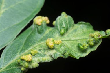 Yapraklarda enfekte olmuş kanserli safra kesesi iğnesi..