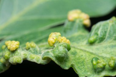 Yapraklarda enfekte olmuş kanserli safra kesesi iğnesi..