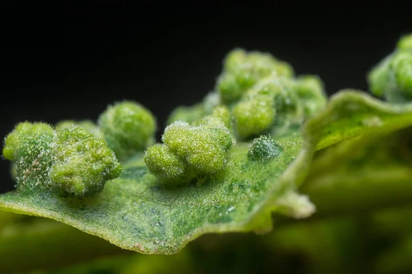 Macro Inyección Hiel Canceroso Infectado Las Hojas —  Fotos de Stock