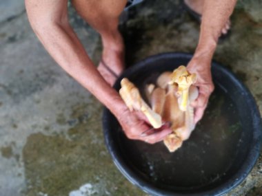 Pişirmeden önce çiğ tavuk yıka.