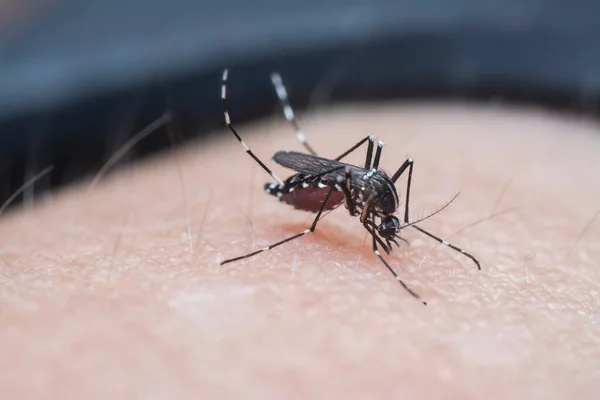 Cerca Tiro Mosquito Chupando Sangre Humana —  Fotos de Stock