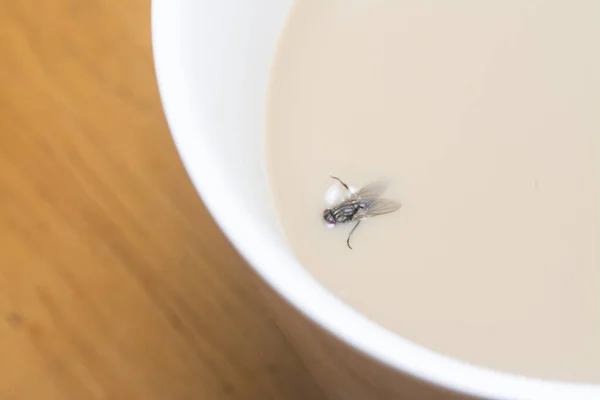 Mosca Doméstica Ahogan Dentro Taza Café — Foto de Stock