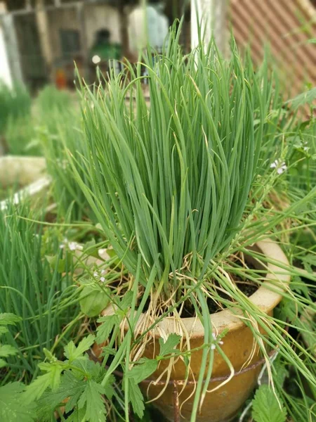 Friss Bio Hazai Növény Újhagyma Zöldségek — Stock Fotó