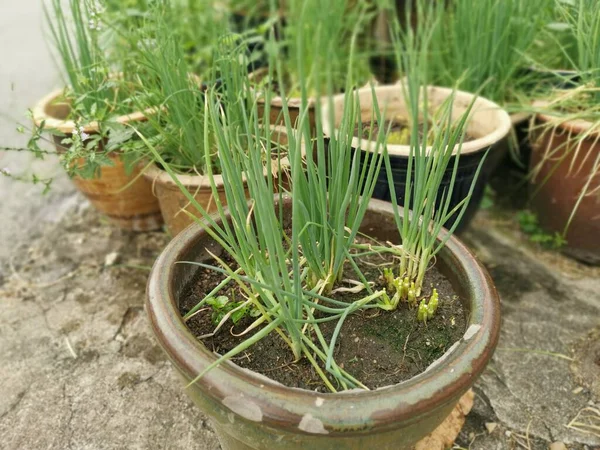 Planta Fresca Orgánica Casa Cebolletas Verduras —  Fotos de Stock