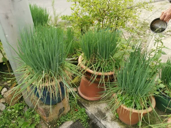 Čerstvé Organické Domácí Rostlina Jarní Cibule Zelenina — Stock fotografie