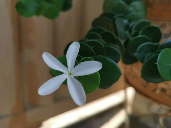 Tiro Cerca Pequeña Flor Carissa Macrocarpa Blanca —  Fotos de Stock