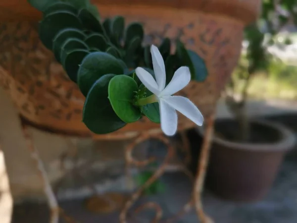 Küçük Beyaz Carissa Makrocarpa Çiçeğinin Yakın Çekimi — Stok fotoğraf