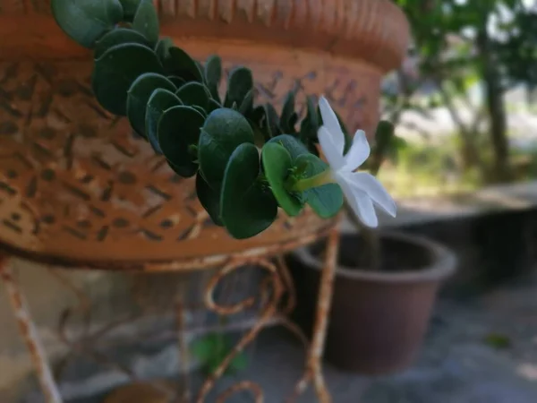 Tiro Perto Minúsculo Branco Carissa Macrocarpa Flor — Fotografia de Stock