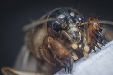 Vahşi köstebek cırcırböceğinin yakın çekimi..