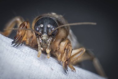 Vahşi köstebek cırcırböceğinin yakın çekimi..