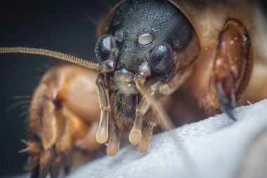 Vahşi köstebek cırcırböceğinin yakın çekimi..