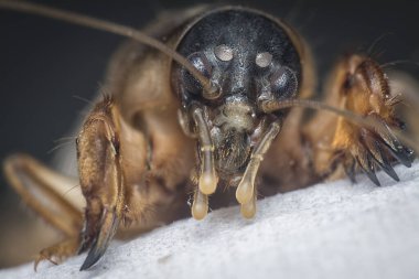 Vahşi köstebek cırcırböceğinin yakın çekimi..