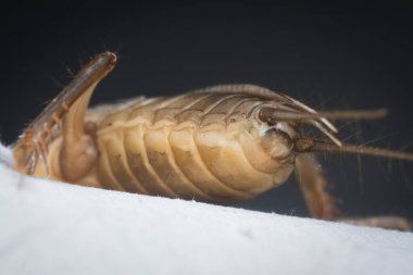 Vahşi köstebek cırcırböceğinin yakın çekimi..