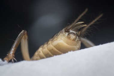 Vahşi köstebek cırcırböceğinin yakın çekimi..