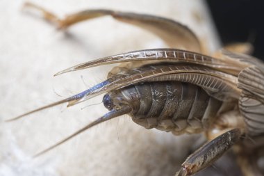 Vahşi köstebek cırcırböceğinin yakın çekimi..