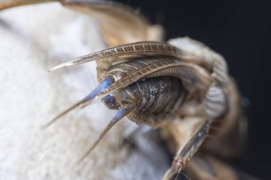 Vahşi köstebek cırcırböceğinin yakın çekimi..