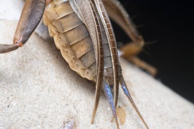 Vahşi köstebek cırcırböceğinin yakın çekimi..