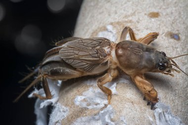 Vahşi köstebek cırcırböceğinin yakın çekimi..