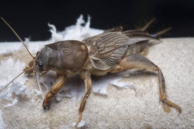 Vahşi köstebek cırcırböceğinin yakın çekimi..
