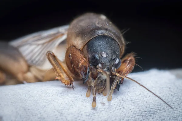 Närbild Den Vilda Mullvad Cricket — Stockfoto