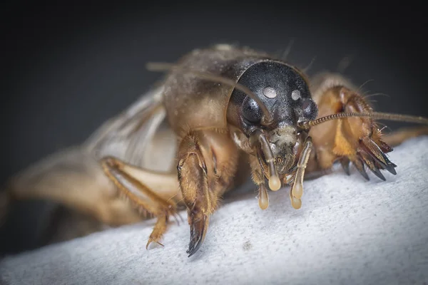 Nahaufnahme Der Wilden Maulwurfgrille — Stockfoto